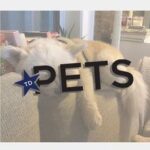 Fashionable Wisdom Pets