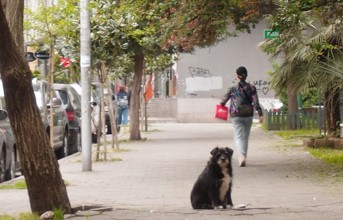5 Top Dog Treadmills for Your Pup’s Indoor Workouts