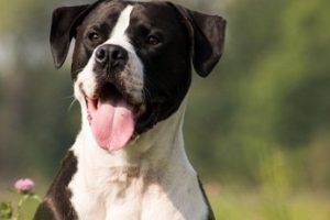 One Happy Pupper - How To Raise A Joyful Dog