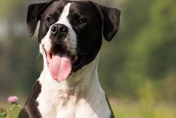 One Happy Pupper – How To Raise A Joyful Dog