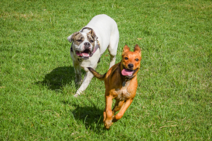 8 Ways to Keep Your Dog Happy and Healthy Every Day